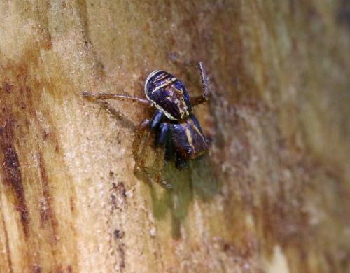 Réf. 204 259 : Xysticus ulmi