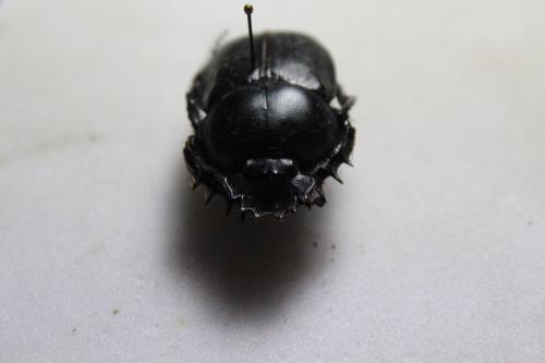 Réf. 204 782 : Scarabaeus sp.