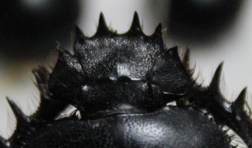 Réf. 204 778 : Scarabaeus sp.