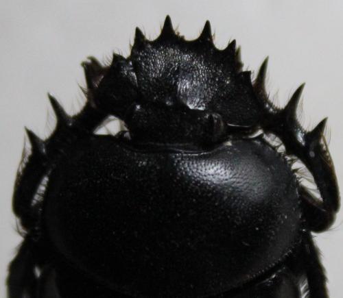 Scarabaeus sp.