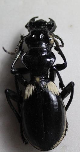 Anthia venator