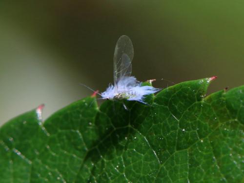 Réf. 204 073 : Phyllaphis fagi