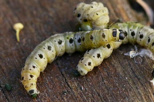Yponomeuta sp.