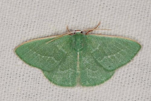 Réf. 204 590 : Xenochlorodes olympiaria