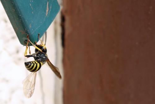 Ancistrocerus dusmetiolus