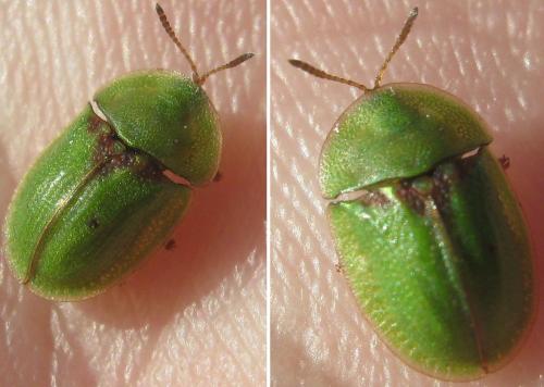 Réf. 204 494 : Cassida denticollis