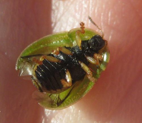 Réf. 204 492 : Cassida denticollis