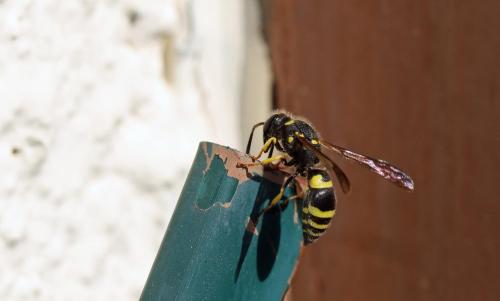 Réf. 204 084 : Ancistrocerus dusmetiolus