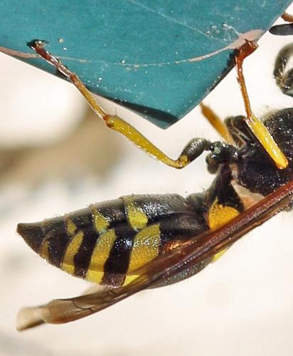 Réf. 204 117 : Ancistrocerus dusmetiolus