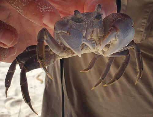 Ocypode cordimanus