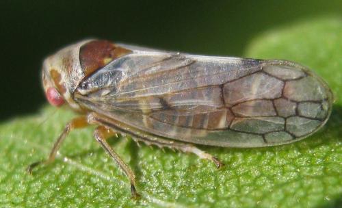 Réf. 204 833 : Oncopsis subangulata