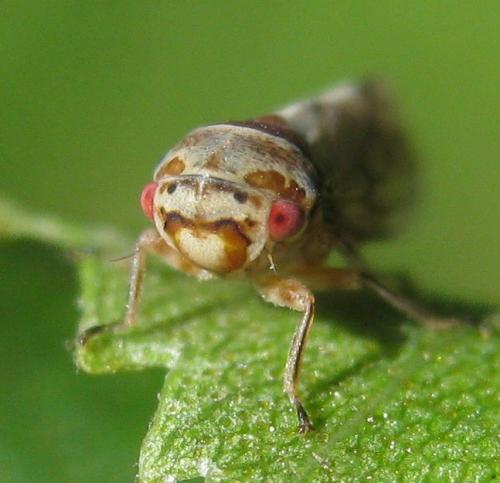 Réf. 204 832 : Oncopsis subangulata