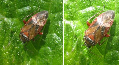 Psallus betuleti