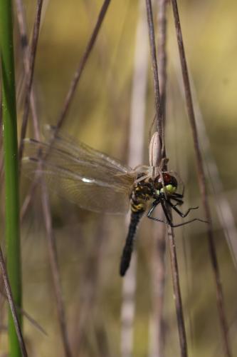 Réf. 204 139 : Leucorrhinia albifrons