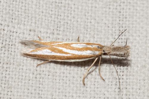 Pleurota honorella