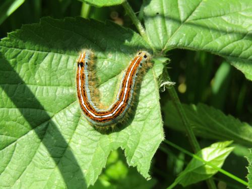 Malacosoma neustria