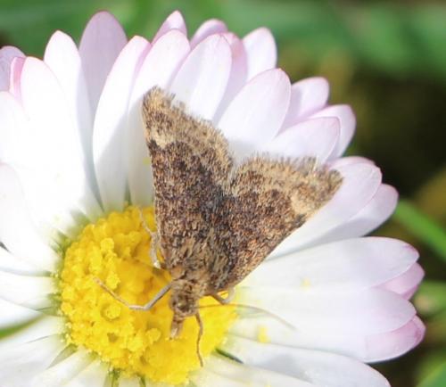 Pyrausta despicata