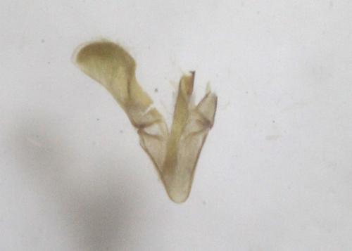 Caloptilia fribergensis