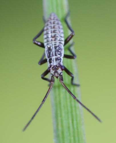 Réf. 204 689 : Leptopterna dolabrata