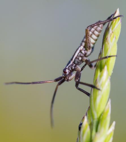 Réf. 204 690 : Leptopterna dolabrata