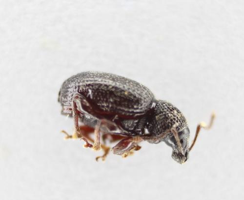 Otiorhynchus sp.