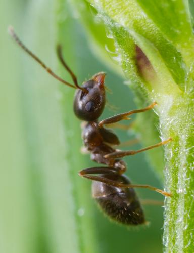 Réf. 204 236 : Lasius (alienus)