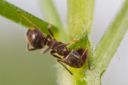 Lasius (alienus)