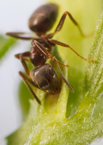 Réf. 204 238 : Lasius (alienus)