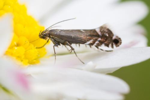 Réf. 204 691 : Glyphipterix simpliciella