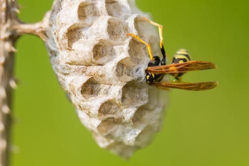 Réf. 204 759 : Polistes gallicus