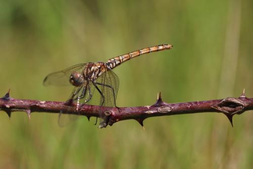 Trithemis annulata