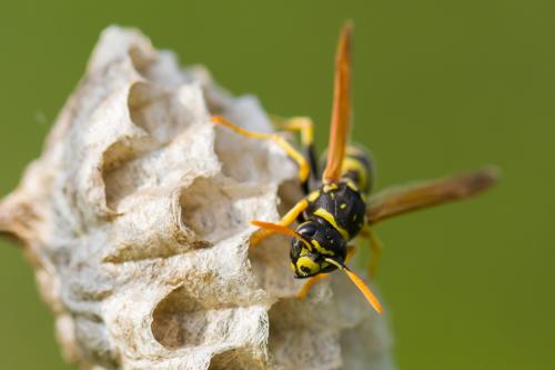 Réf. 204 760 : Polistes gallicus