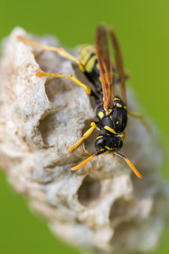 Réf. 204 761 : Polistes gallicus