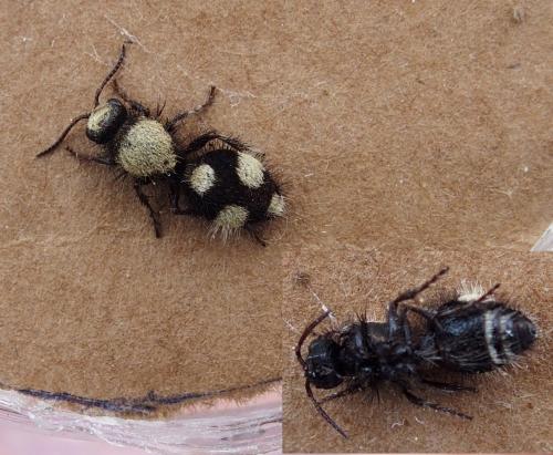 Dasylabris sp.