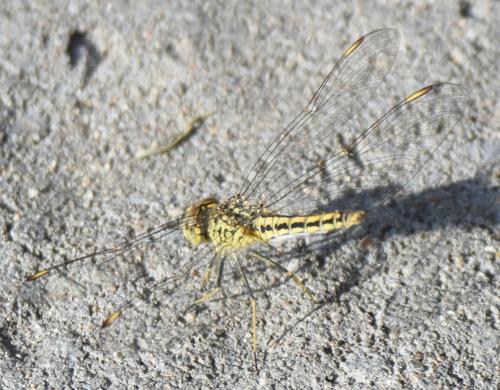 Brachythemis leucosticta