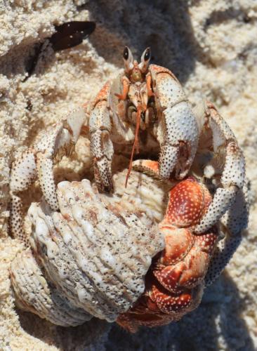 Coenobita perlatus