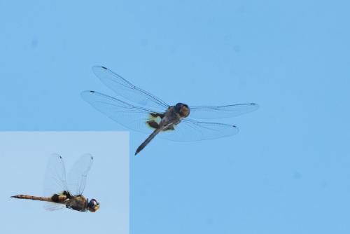 Réf. 204 557 : Tramea basilaris