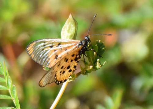 Réf. 204 700 : Acraea neobule