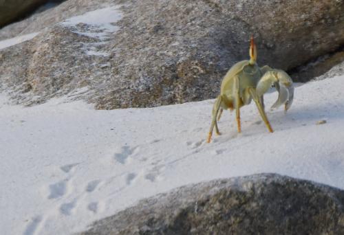Ocypode ceratophthalmus