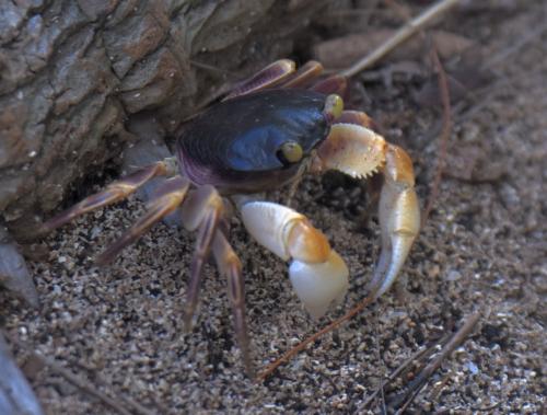Geograpsus grayi