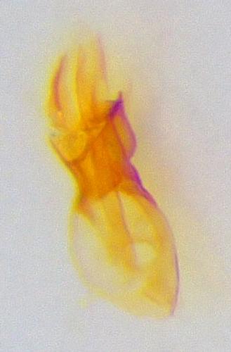 Euplectus sp.