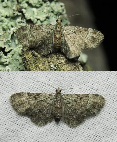Réf. 204 304 : Pasiphila chloerata