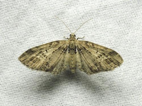 Eupithecia exiguata