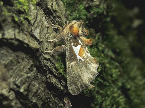 Spatalia argentina