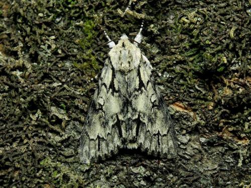 Réf. 204 062 : Acronicta cuspis