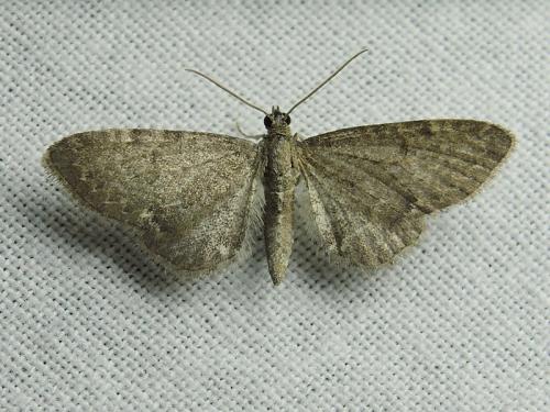 Eupithecia valerianata