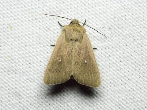 Mythimna sicula