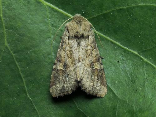 Réf. 204 443 : Apamea sordens