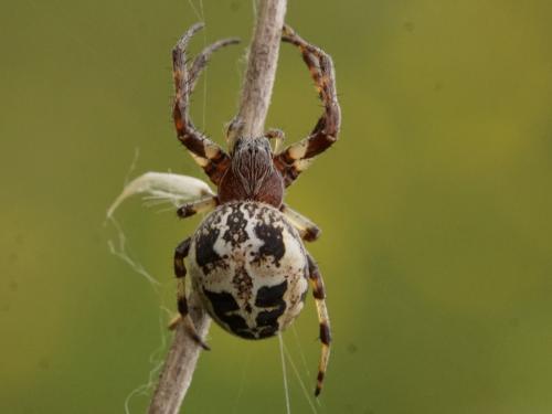 Larinioides cornutus