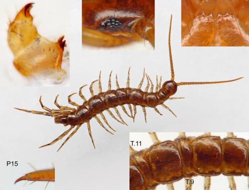Lithobius pelidnus